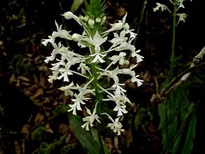 Calanthe triplicata